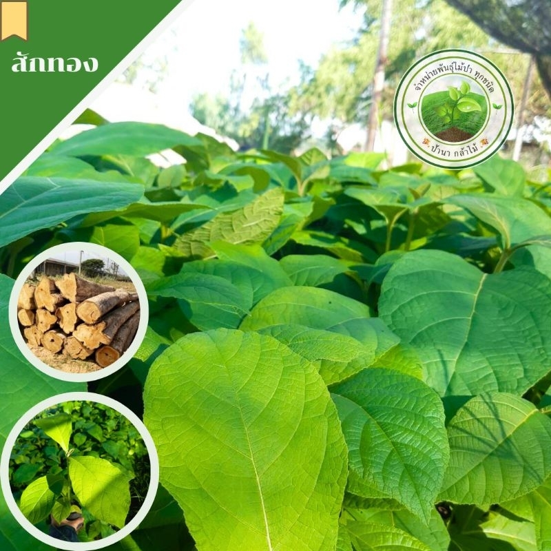 ต้นสักทอง🌿↪️ขนาด 15-30 ซม.👍✅️ไม้ป่าเศรษฐกิจ #ไม้เฟอร์นิเจอร์  🌟เสียหายระหว่างการขนส่งเคลมฟรี❗❗
