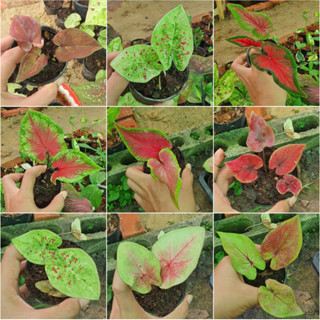 ❤️ (9/8/66) บอนสีลูกไม้ 35บ. บอนสีลูกไม้เพาะจากเมล็ด Caladium Bicolor 🌱 บอนสี บอนสีไม้เมล็ด 🌱 [CB]