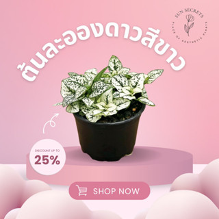 ต้นละอองดาวสีขาว(Hypoestes)