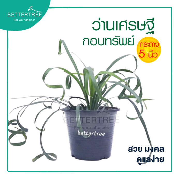 ว่านเศรษฐีกอบทรัพย์ กระถาง 5 นิ้ว ต้นไม้มงคล  plant