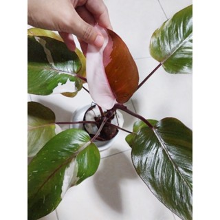 Philodendron Red anderson V. ฟิโลเดนดรอน เรดแอนเดอสันด่าง ไม้ฟอร์ม ด่างสวย คัดเกรด มีรากอากาศ เอาไปตัดชำได้ ได้ต้นตามภาพ