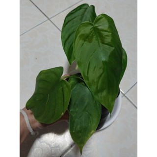 ฟิโลเดนดรอนเทนนูลูกผสม Philodendron Gardeniodorum x Tenue ไม้แรร์หายาก ได้ต้นตามภาพ