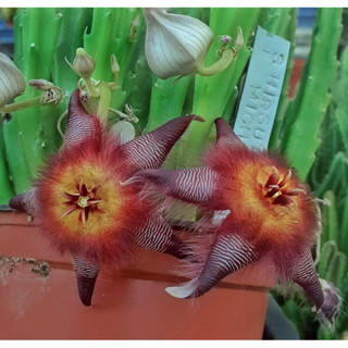 Stapelia hirsuta Mitchells pass เก๋งจีนหายาก ***กิ่งชำ1กิ่ง***