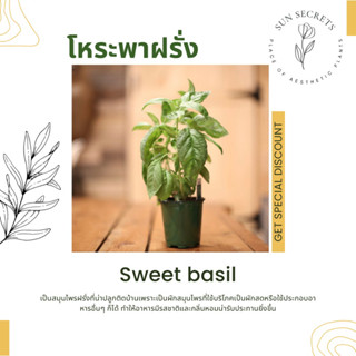 สวีทเบซิล หรือโหระพาฝรั่ง(Sweet basil)