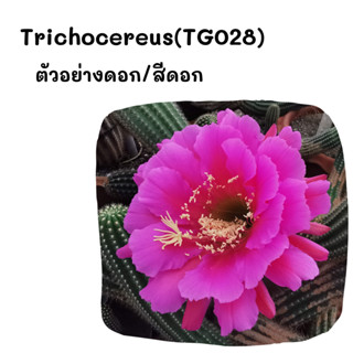 Trichocereus(TG028) ไม้ชำหน่อ Cactus กระบองเพชร พืชอวบน้ำ พืชทะเลทราย ตะบองเพชร