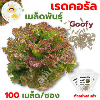 *ส่งด่วน* เมล็ดพันธุ์ เรดคอรัล สายพันธุ์ กูฟฟี่ Red Coral Goofy Lettuce ปลูกผัก สลัด เมล็ดผัก เมล็ดพืช [1 ซอง 100 เมล็ด]