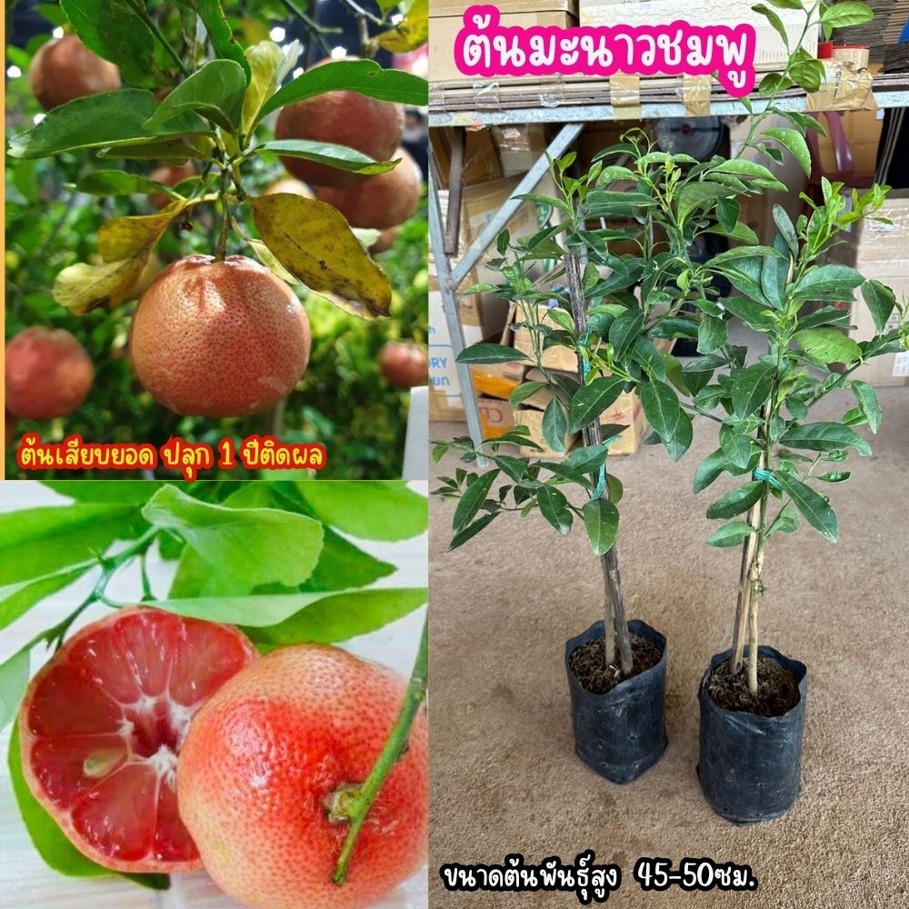 ต้นมะนาวชมพู ต้นเสียบยอด   เปลือกผลบาง เนื้อในเป็นสีชมพู มีเมล็ดไม่มากนัก น้ำเยอะ   ความสูงต้น 55-60 ซม.