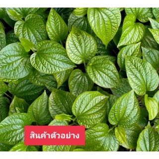ต้นพันธุ์ใบชะพลู ขายต้นเบบี้ ทำเมี่ยงคำ