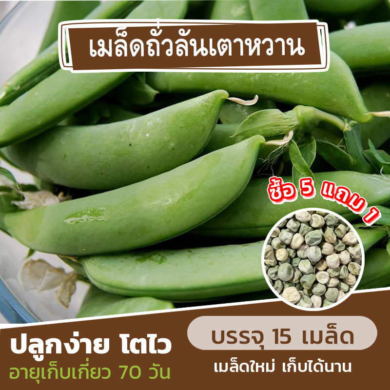เมล็ดถั่วลันเตาหวาน 10 เมล็ด (5แถม1คละได้)