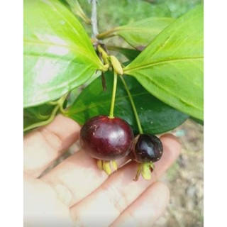 #Cherry #ต้นเชอร์รี่ #เชอรี่บราซิล 2 ปีติดผลผลิต จัดส่ง1ต้น