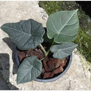 อโลคาเซีย มหาราณี alocasia maharani