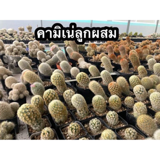 แมมมิลาเรีย คามิเน่ลูกผสม Mammillaria carmenae