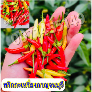 พริกกะเหรี่ยงกาญจนบุรี 🌶️ #เมล็ดพันธุ์พริกกะเหรี่ยงกาญจนบุรี🌶️ บรรจุ 100-150เมล็ดผลดก ปลูกง่าย ชอบดินร่วน ให้ผลผลิตไว