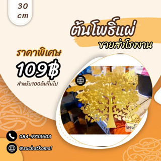 ขายส่ง 100ต้น โพธิ์แผ่บารมี