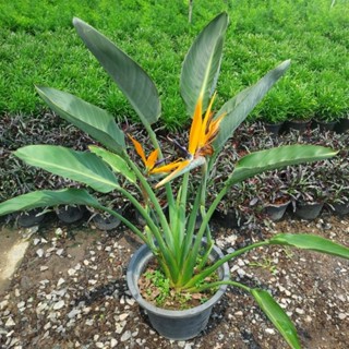 ปักษาสวรรค์,เบิร์ดออฟพาราไดส์ (Bird of paradise)