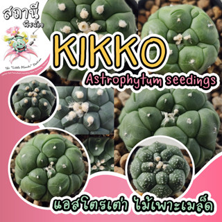 แอสโตรกิ๊กโกะเต่า Astrophytum asterias Kikko กระบองเพชร ไม้อวบน้ำ succulent แคคตัส