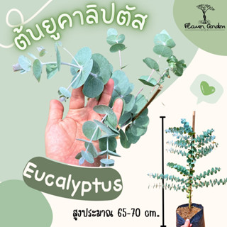 Flower Garden F401 ต้นซิลเวอร์ ดอลล่า Eucalyptus silver dollar🌿มีกลิ่นหอมเย็น (แบบถุง/กระถาง) ใบสะท้อนแสง