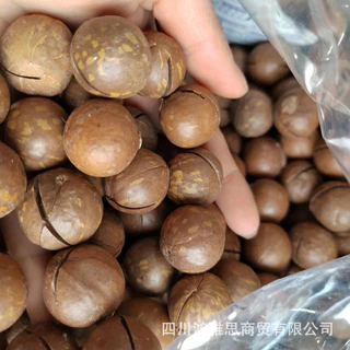 เกรด A ! แมคคาเดเมีย 500 กรัม อบเนย แบบมีเปลือก เต็มเม็ด กรอบ สด ใหม่ หวานเจี๊ยบน้ำตาลไทย