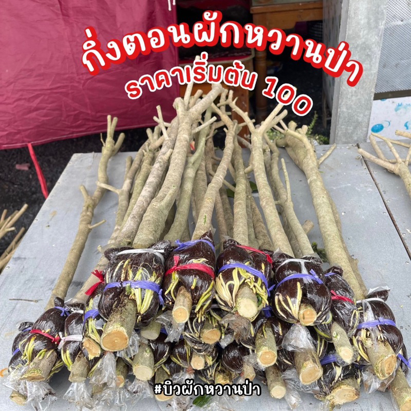 ต้นไม้ กิ่งตอนผักหวานป่า ยอดเหลืองใบกลม(ของแท้) ส่งตรงจากสวน