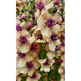 verbascum southern charm