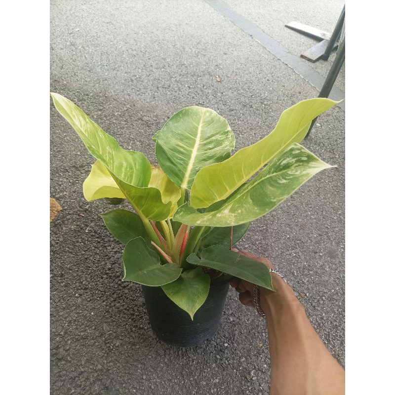 ต้นกุมารทองเรียกทรัพย์ด่าง  Moonlight v.