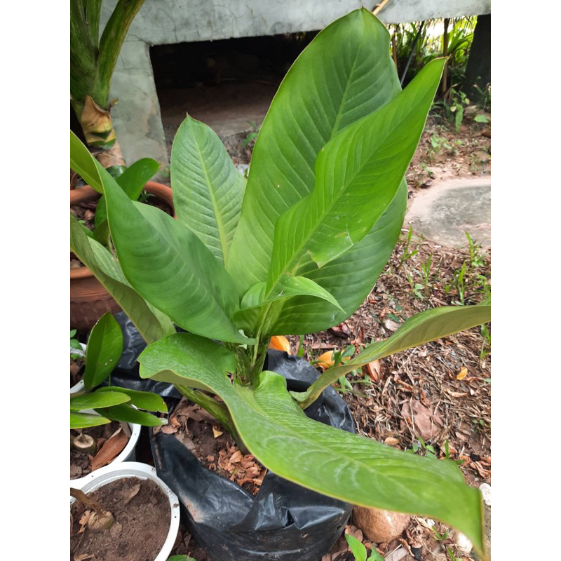 ต้นเศรษฐีรวยทรัพย์ ต้นไม้มงคล(Philodendron Rojo Congo)