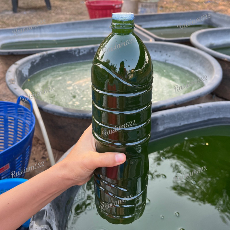 ไรสยาม ชุดเพาะไรแดง ชุดเพาะไรนางฟ้า หัวเชื้อน้ำเขียวและปุ๋ยน้ำสำเร็จรูป ใช้ง่ายสะดวกพื้นที่น้อย(ฟรีไข่ไรแดง) - รูปที่ 3