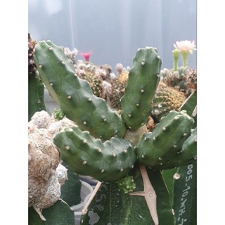 🌵🌵อิชินอป โมทาโร่ หรือ Echinocereus Pentalophus cv. Momotaro