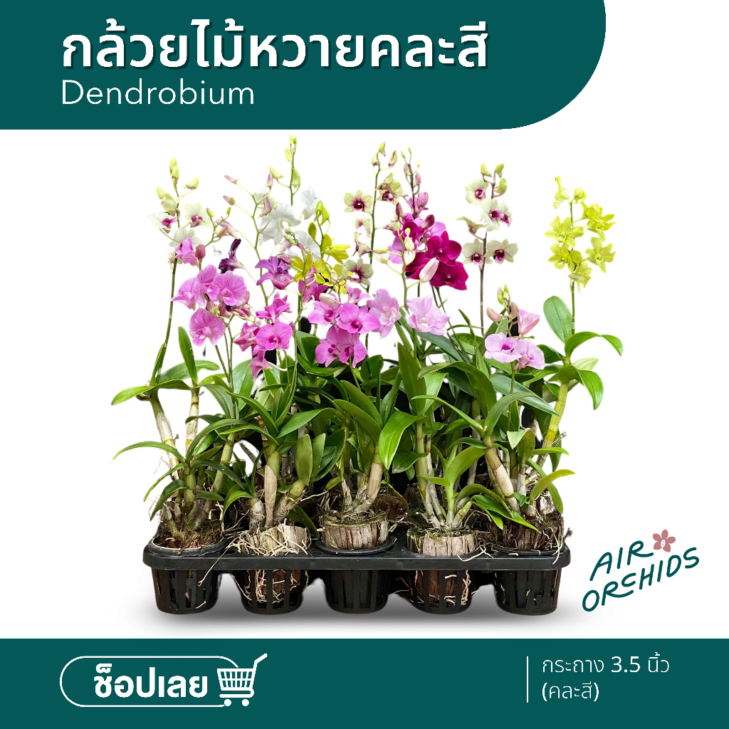 กล้วยไม้หวายคละสีเซ็ต 5 ต้น แถมฟรี 1 ต้น!!! เซ็ต 10 ต้น แถมฟรี 1 ต้น!!! และเซ็ต 20 ต้น แถมฟรี 3 ต้น!!! (กระถาง 3.5 นิ้ว)