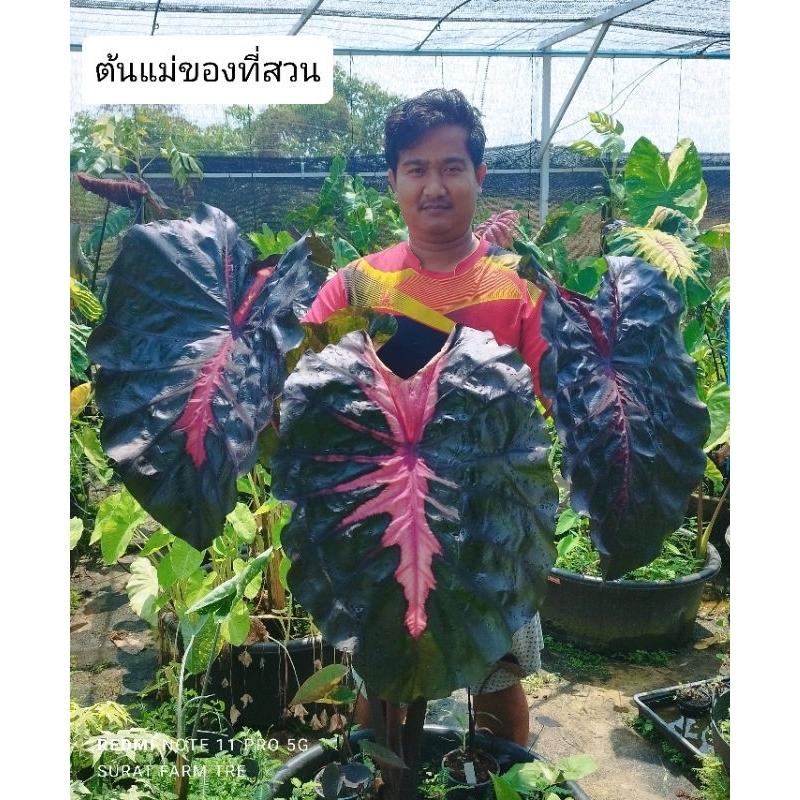 รีเดมชั่น Colocasia Redemtion โคโลคาเซียรีเดมชั่นแท้100%