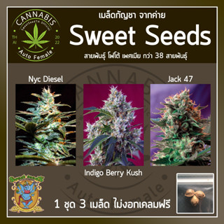 [ FOTO ♀️ คัดเพศเมีย] เมล็ดกัญชา เมล็ดพันธุ์กัญชา NYCDiesel,IndigoBerry / Jack47  ค่าย SweetSeeds บรีดไทย เคลมฟรี