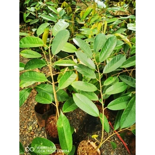 🌳​ต้นทุเรียนก้านยาวทรงหวด(เสียบยอด)​🍁ถุงเบอร์9