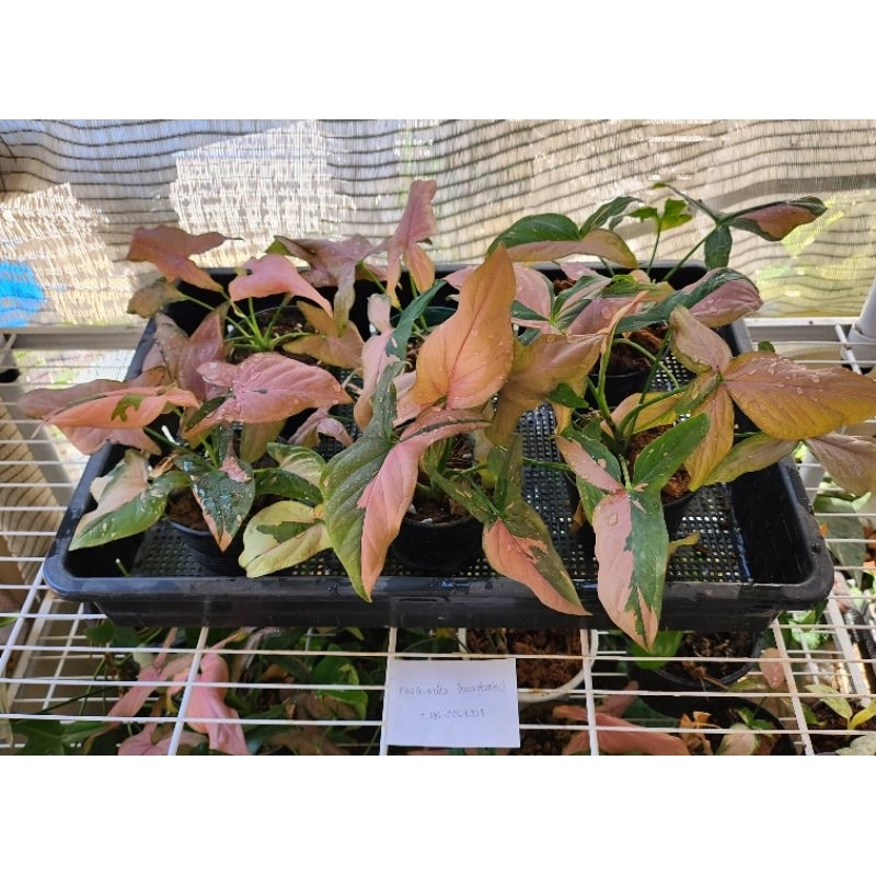 ขายยกถาด คุ้มมาก เงินไหลมาด่างชมพู( pink syngonium variegated) ไม้ฟอกอากาศ ไม้มงคล ขายส่ง วางบนโต๊ะทำงานได้