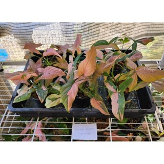 ขายยกถาด คุ้มมาก เงินไหลมาด่างชมพู( pink syngonium variegated) ไม้ฟอกอากาศ ไม้มงคล ขายส่ง วางบนโต๊ะทำงานได้