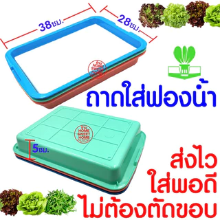 *โค้ดส่งฟรี* ถาดใส่ฟองน้ำเพาะเมล็ด ถาดเพาะเมล็ดไม่มีรู *เขียว* ถาดเพาะกล้า ปลูกผักไฮโดรโปนิกส์ ถาดเพราะ ฟองน้ำ Clearance