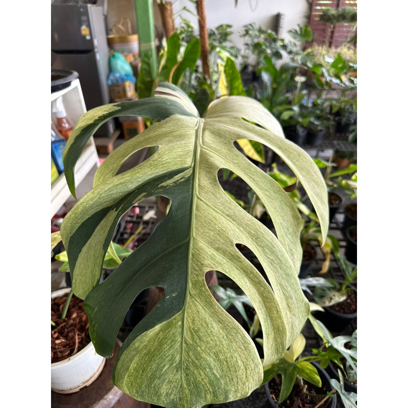 Monstera Mint งานสวย มีหลอดใหม่แทงแล้ว กดด่วนๆจ้า ❣️❤️‍🩹