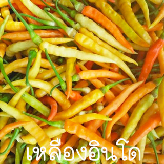 พริกเหลืองอินโด📌10แถม1!!🎯ถูกที่สุด 10บ.🎯เมล็ดพันธุ์พริก5-50 …