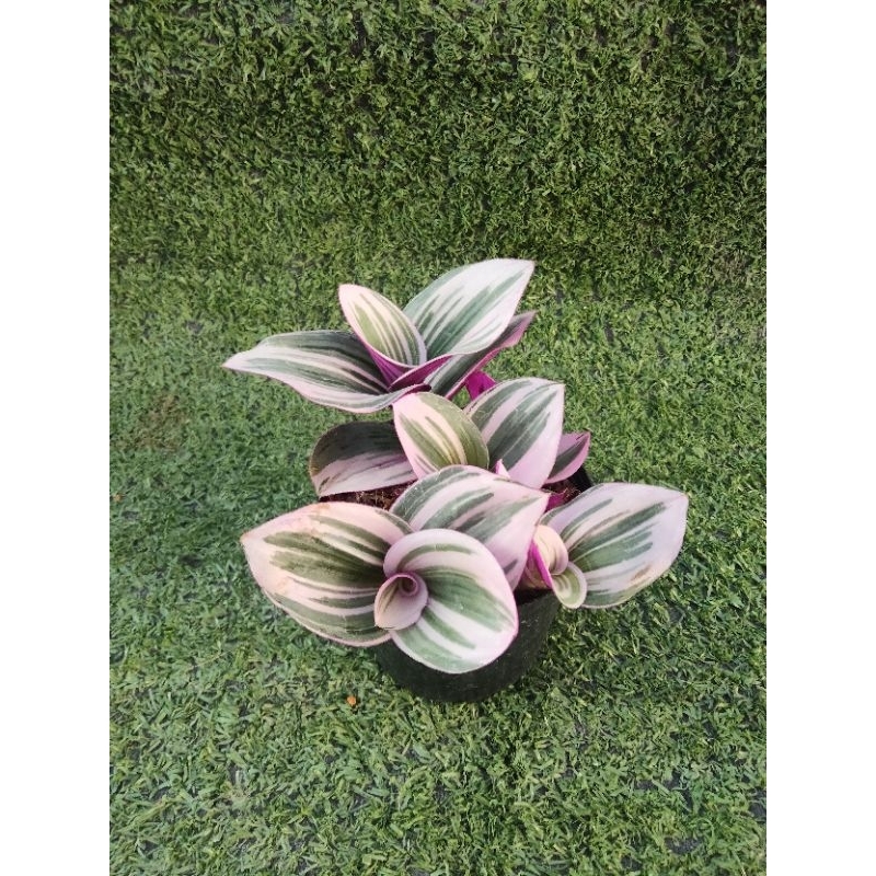 ต้นสายใยรักด่างชมพู [ Tradescantia zebrina bosse ] ในกระถาง3"