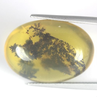 พลอยหลังเบี้ยมอสโอปอล(Moss Opal) นน21.56กะรัต