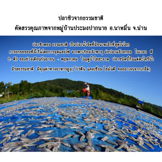 ปลาป่นน้ำจืด พร้อมทาน ไม่ปรุงรส มาตรฐาน อย/GMP ขนาด50 กรัม (ปลาซิว 50 % ปลาแว่น 50%)จากทะเลสาบปากนาย อ.นาหมื่น จ.น่าน