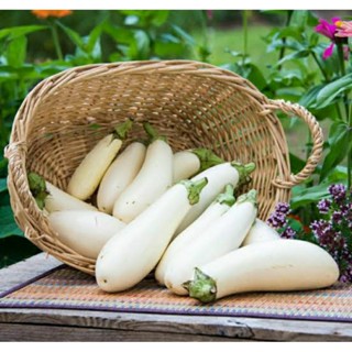 เมล็ดพันธุ์มะเขือยาวขาว แคสเปอร์ (Casper White Eggplant Seed) บรรจุ 35 เมล็ด ของแท้ คุณภาพดี ราคาถูก นำเข้าจากต่างประเทศ