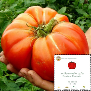 เมล็ดมะเขือเทศGiant brutus beefsteak tomato เมล็ดมะเขือเทศ มะเขือเทศผลโต