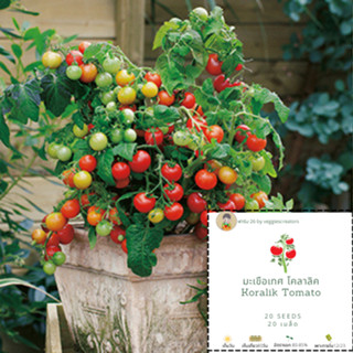 เมล็ดพันธุ์มะเขือเทศเชอรี่โคลาลิค Kolarik tomato seed เมล็ดมะเขือเทศ มะเขือเทศทานสด