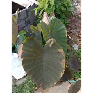 colocasla Black galaxy