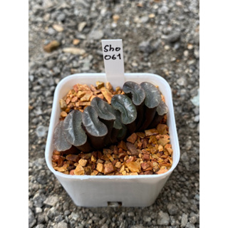 Haworthia Hybird Thailand (ส่งทั้งกระถาง) กระถาง 2 นิ้ว รหัส Sho061-070