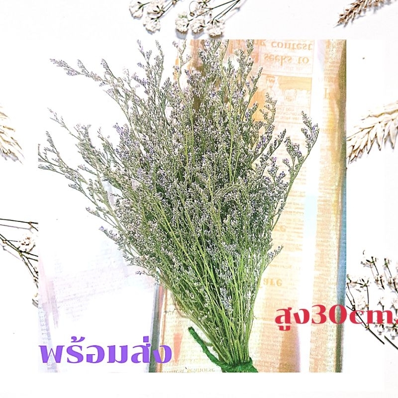 ดอกไม้แห้ง#แคสเปีย ถูกมากๆของตกแต่งพร๊อพถ่ายรูปพร้อมส่ง