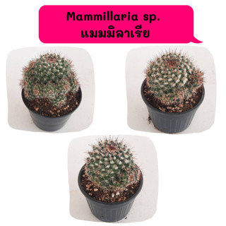 Mammillaria sp.  แมมมิลาเรีย ไม้ชำหน่อ cactus กระบองเพชร แคคตัส กุหลาบหิน พืชอวบน้ำ