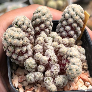 💖💖 Mammillaria theresae Montrose Cristata เทเรเซ่มอนส์คริสมาค่า หายาก ทำยากมาก ก ไก่ ล้านตัว😑