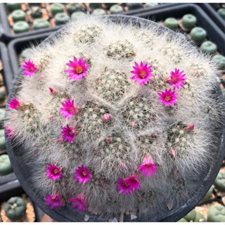 🌸🌸🌸ดอกบานรอบต้นขนาดนี้อดใจไม่ไหวแน่นอน ชมพูเข้มๆด้วย สวยปรอทแตก🔥💖🌼Mammillaria Laui 🌸💖🦔🐻‍❄️Pink Flower ลาวอ้ายฟอร์มกอใหญ่