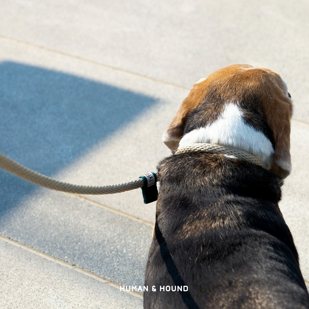 Slip Leash สี Tan : DOG SLIP ROPE LEASH สีน้ำตาล Tan/Blue Tab - สายจูงฝึก สายจูงสัตว์เลี้ยง คล่องตัว น้ำหนักเบา